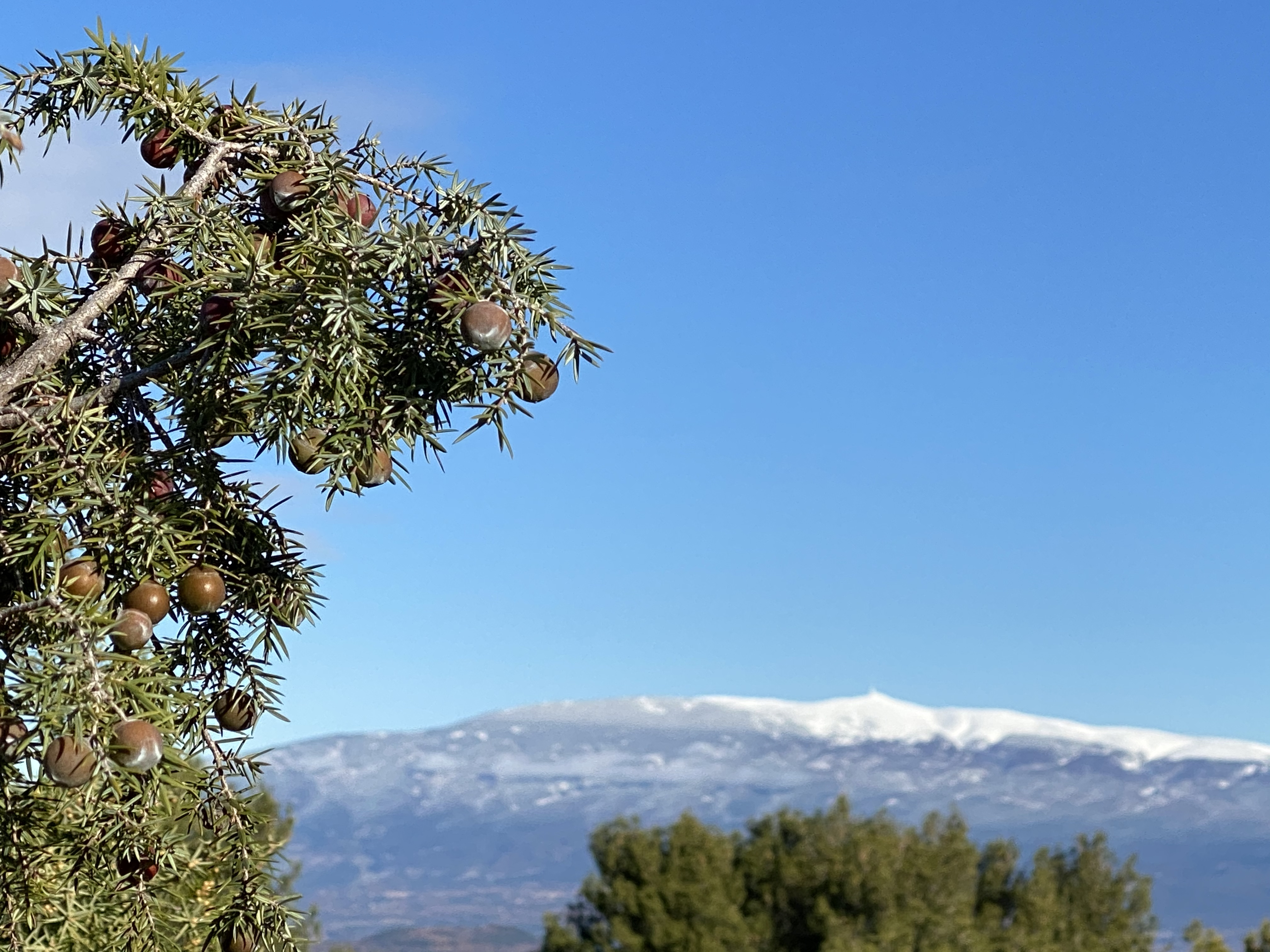 Vue du Mont-Ventoux